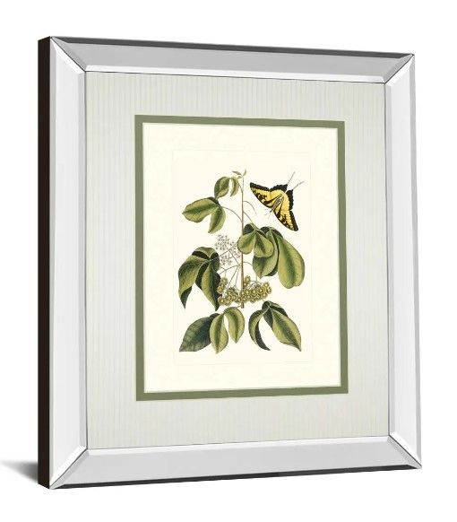 Classy Art Papilio Antilochus by Marc Catesby Wall Art-1