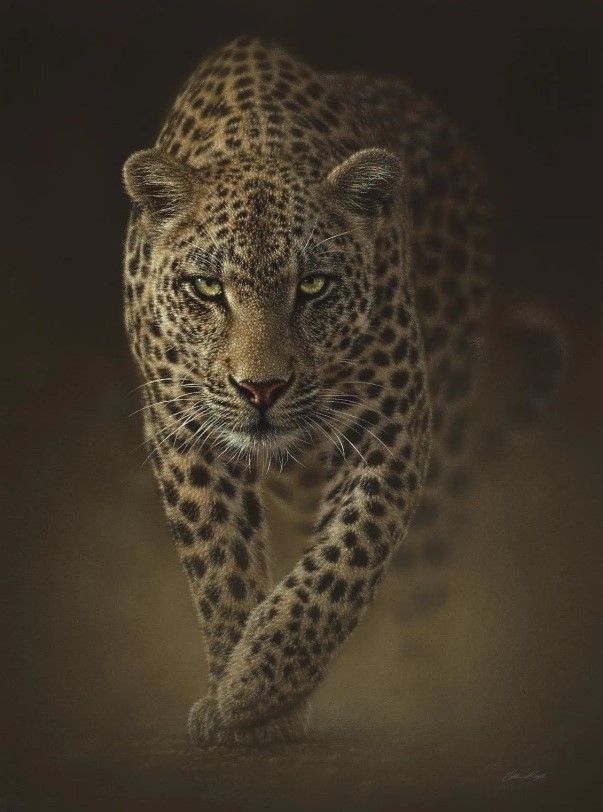 Classy Art Leopard by Collin Bogle Wall Art-0