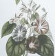 A & B Home 4-Piece White/Green Botanical Wall Arts Set-2