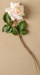 Magnolia Home by Joanna Gaines White Dutchess Rose-0