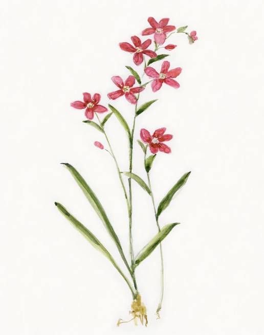 Classy Art Delicate Pink I by Sally Swatland Wall Art-1