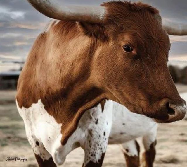 Classy Art Profile Pose by Dakota Diener Wall Art-1