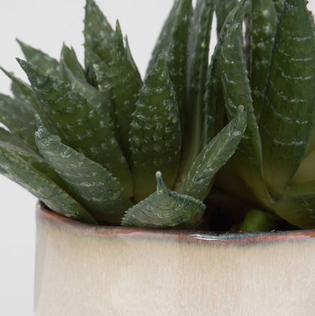 Uttermost® Doha Green Succulent Accent Artificial Foliage-3