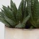Uttermost® Doha Green Succulent Accent Artificial Foliage-3