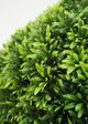 Le Present Podocarpus Green Faux Botanical Ball-2
