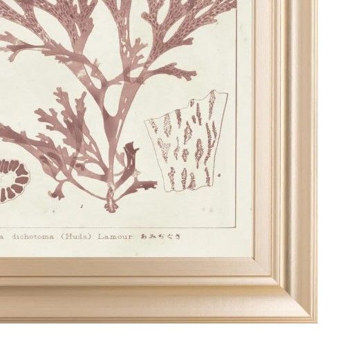 Classy Art Antique Coral Seaweed I by Vision Studio Wall Art-1