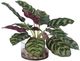 Uttermost® Peacock Green Plant Accent-4