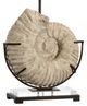 Wildwood Lamps Ammonite Natural White Table Lamp-2