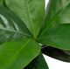 A & B Home Green Magnolia Stem-2