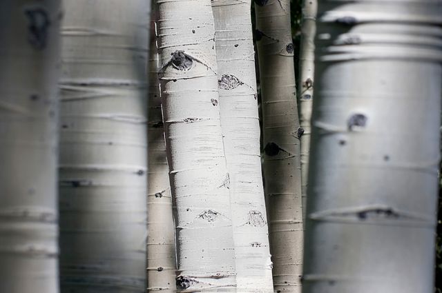 Classy Living Aspen Trunks Wall Art-0