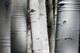 Classy Living Aspen Trunks Wall Art-0