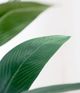 A & B Home Green 71" Birds of Paradise Tree in Pot-1