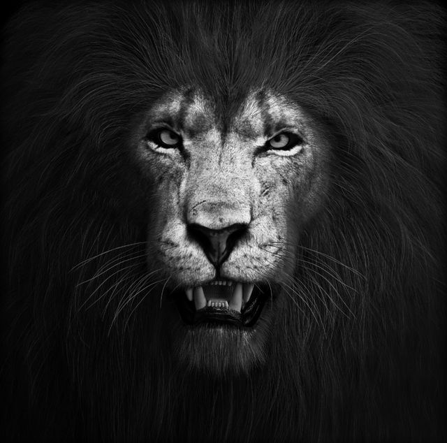 Classy Living Lion Black and White Wall Art-0