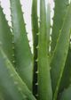 Le Present Green Aloe-4