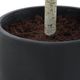 Uttermost® Boreal Aged Gray/Green Potted Birch Tree-5