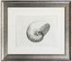 Stylecraft Chambered Nautilus Wall Art-0