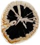 Uttermost® Arco Petrified Wood Accent Table with Warm White Base-5