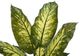 Monarch Specialties Inc. Black 47" Artificial Potted Evergreen Tree-2