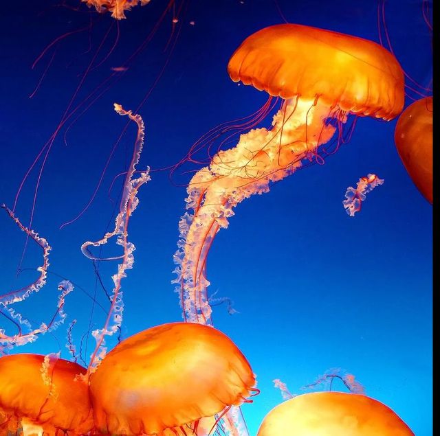 Classy Art Jelly Orange Wall Art-0