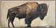 Classy Living Wildhearted Majestic Bison Wall Art-0