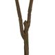 A & B Home Green 4.5" Fiddle-Leaf Fig Tree in Pot-2