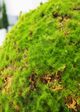 Le Present Moss Green 18" Faux Botanical Ball-3