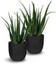 Le Present Aloe Green Faux Botanical-1