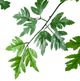 A & B Home Green 60" Polyscias Fruticosa Tree in Pot-1