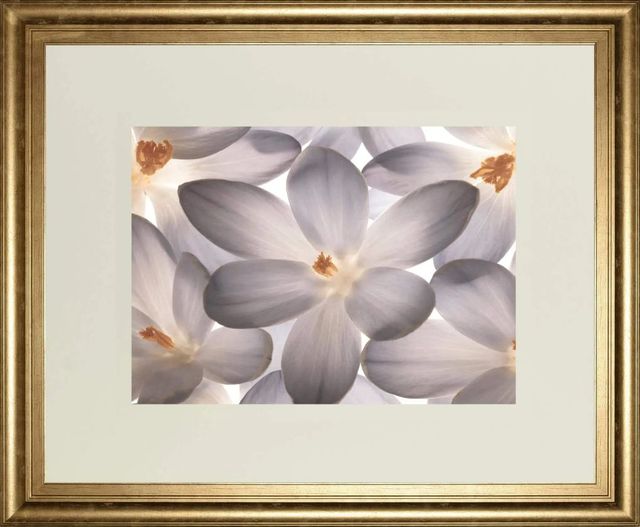 Classy Art Petal Perfect by Assaf Frank Wall Art-0