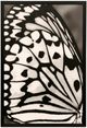 Stylecraft White and Black Wing l Wall Art-0