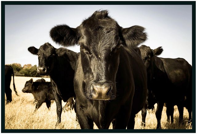 Classic Home Cow Photography Wall Art-0