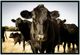 Classic Home Cow Photography Wall Art-0
