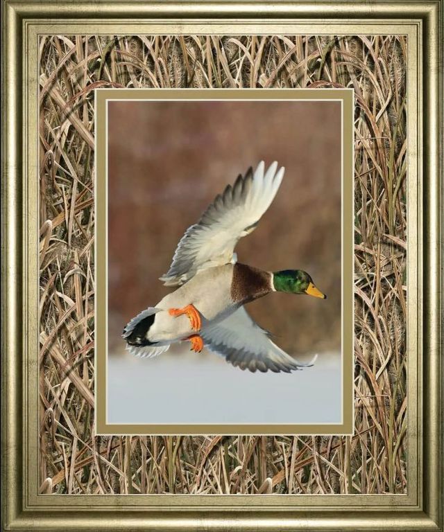 Classy Art Flying Mallard by Steve Oehlenschlager Wall Art-0