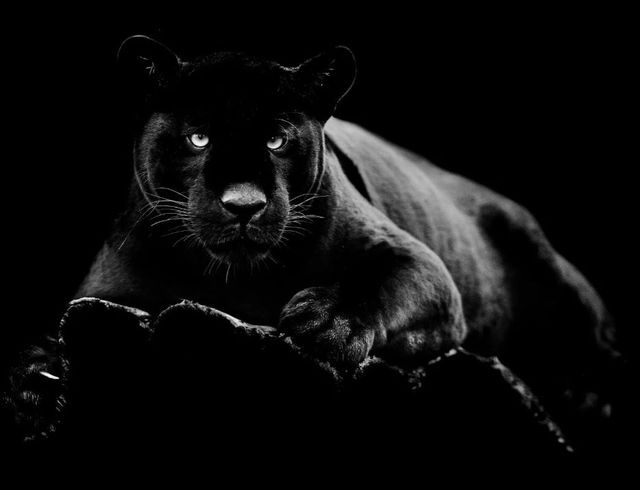 Classy Art Black Panther Wall Art-1