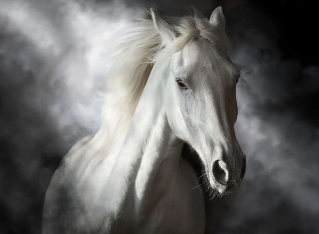 Classy Art Mystical White Horse Wall Art-0