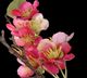 Uttermost® Spring Blooms Pink Centerpiece-3