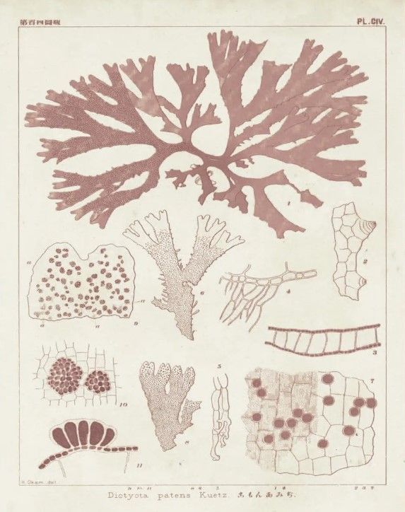 Classy Art Antique Coral Seaweed III by Vision Studio Wall Art-2