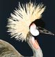 Stylecraft Custom Crested Crane Wall Art-1