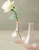 Magnolia Home by Joanna Gaines White Dutchess Rose-3