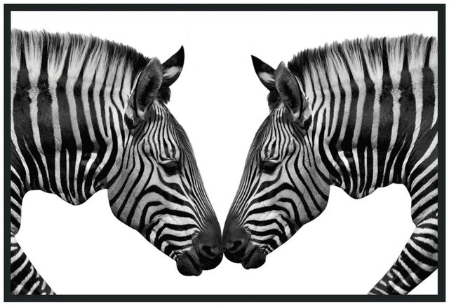 Classic Home Zebras Photography Wall Art-0