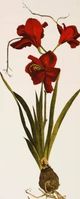 Stylecraft Brown/Green/Off-White/Red Wall Art-1