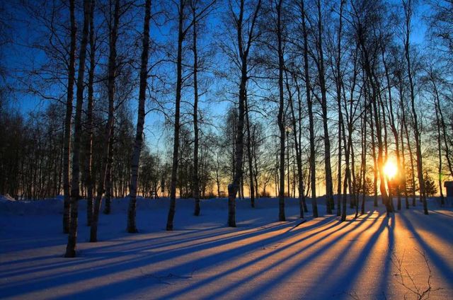 Classy Art Sunset Forrest Wall Art-0