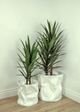 Le Present Yucca Green 43.5" Faux Botanical-4