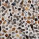 A & B Home Shokha Black Agate Shadow Box-3
