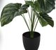 Monarch Specialties Inc. Green/Black 24" Tall Artificial Potted Alocasia-1