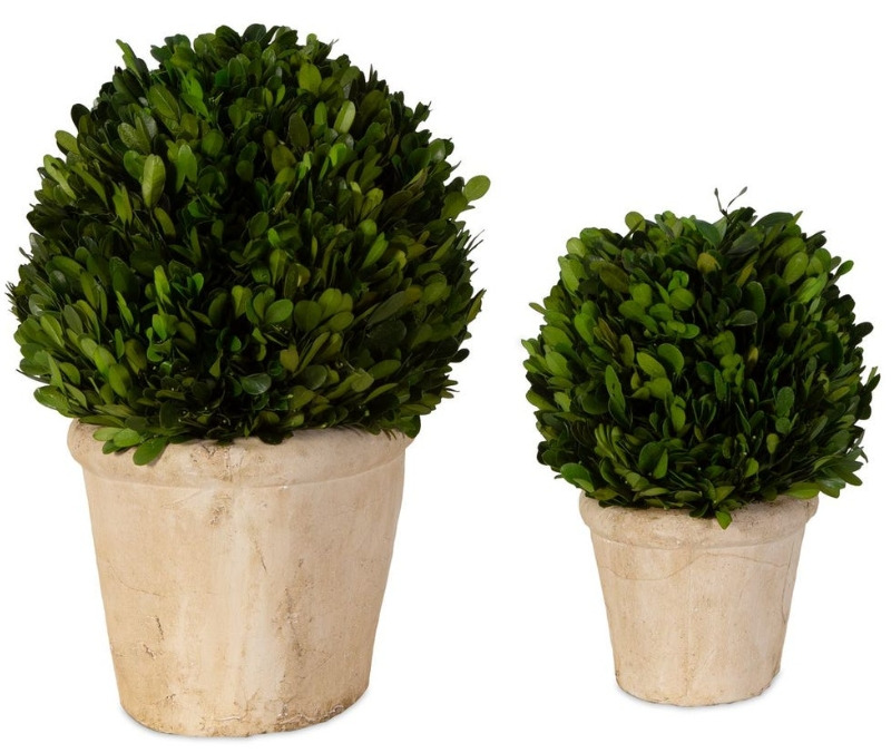 Uttermost Boxwood - Thumbnail 5