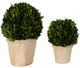 Uttermost® Preserved Boxwood 2-Piece Green Oval Domes Set-2