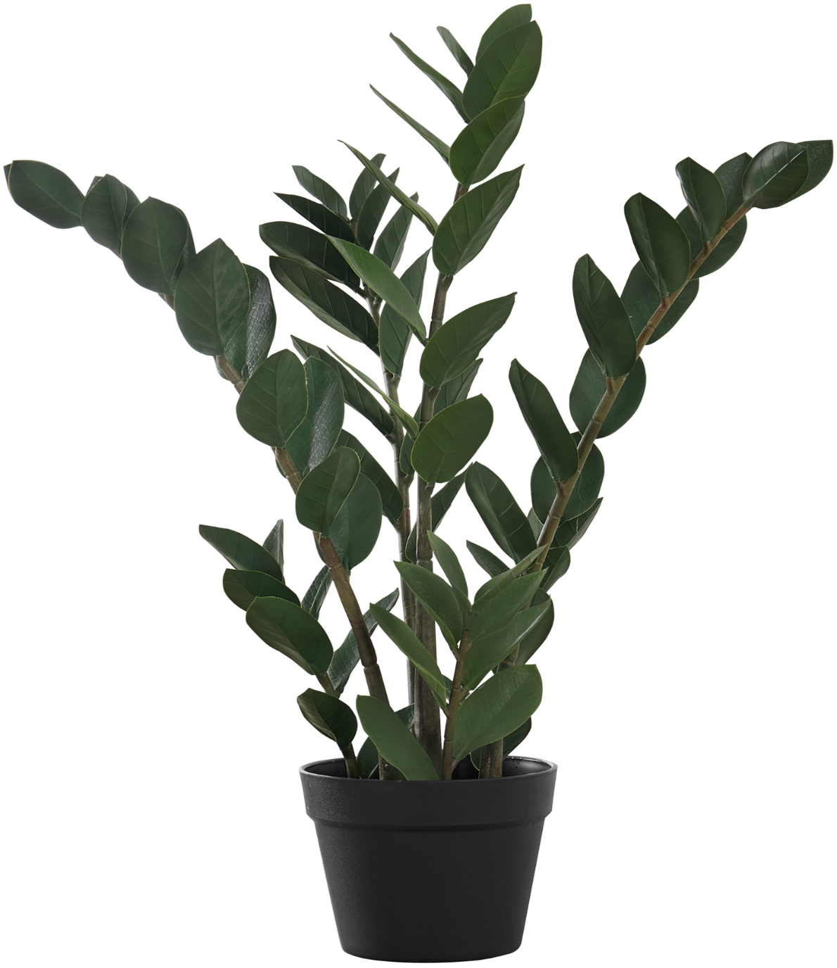 Hydrangea4937　1003 Proven Winners 2 Gallon (7.5L) PW ColorChoice Cityline Mars