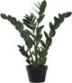 Monarch Specialties Inc. Green/Black 29" Artificial Potted Zz Tree-0