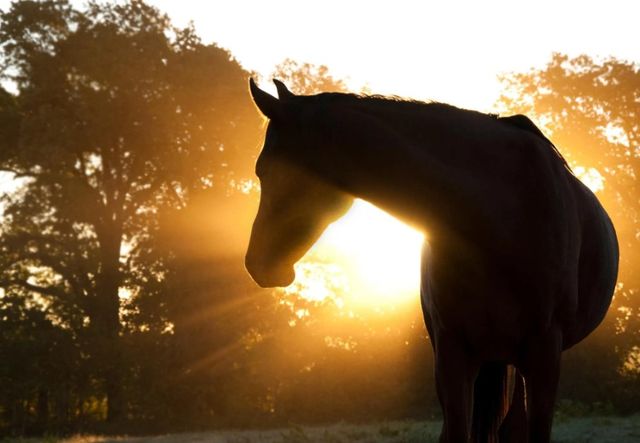Classy Art Horse Silhoutte Wall Art-0